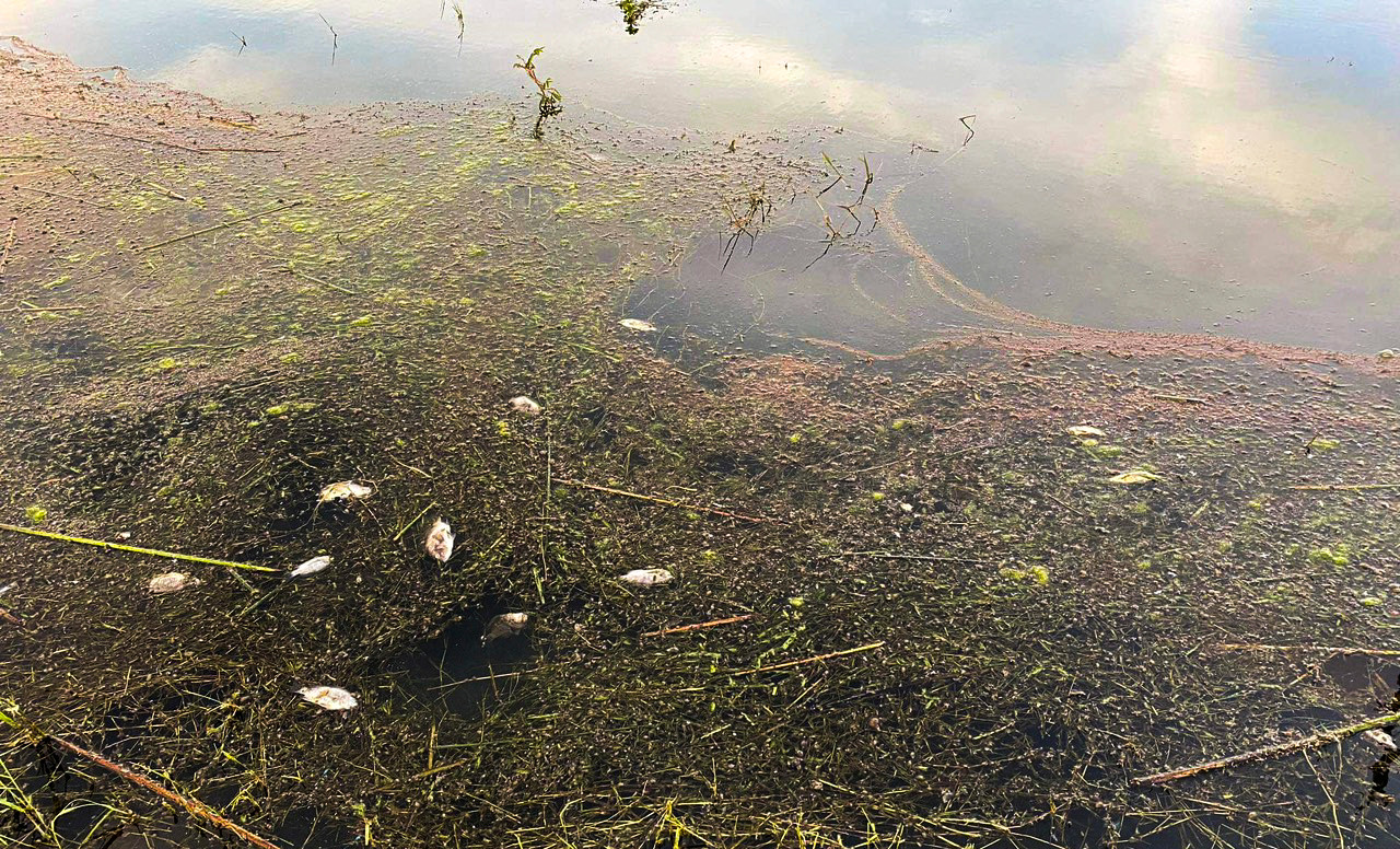 Nguyên nhân được xác định là nhiễm mầm bệnh Koi Herpesvirus, gây bệnh viêm thận và hoại tử mang cá chép.