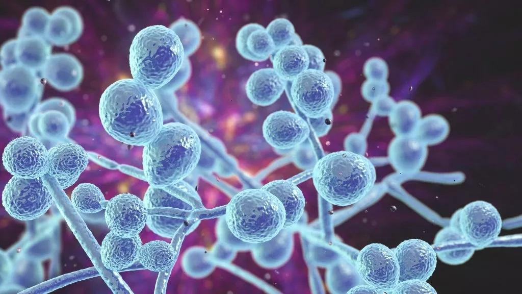 Nấm men được phát hiện bên trong các khối u ung thư. Nấm men được phát hiện bên trong các khối u ung thư.