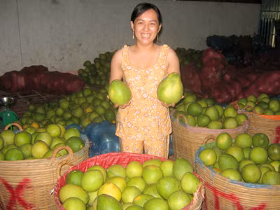 Thương hiệu bưởi Năm Roi Mỹ Hòa đang lo không duy trì được lâu dài . Ảnh: Kiến Giang Thương hiệu bưởi Năm Roi Mỹ Hòa đang lo không duy trì được lâu dài