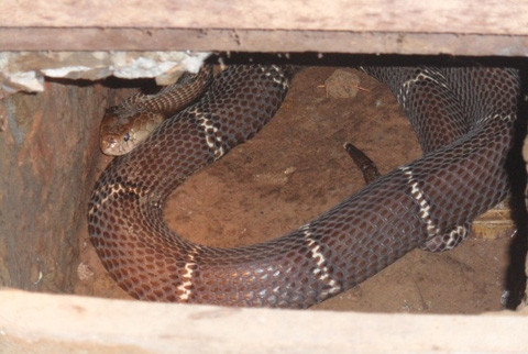 Cận cảnh những con rắn trong chuồng