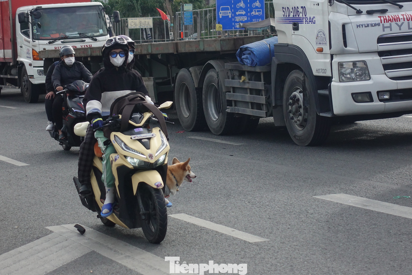 Một số người còn mang cả thú cưng quay lại thành phố.