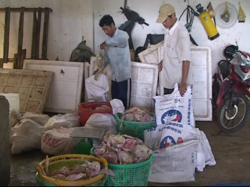 Gà chết tại cơ sở của ông Hòa. Ảnh: Kim Cương