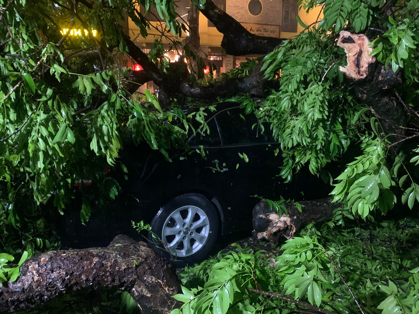 Hai chiếc ô tô bị hư hỏng phần đầu sau khi bị cây đổ trúng.