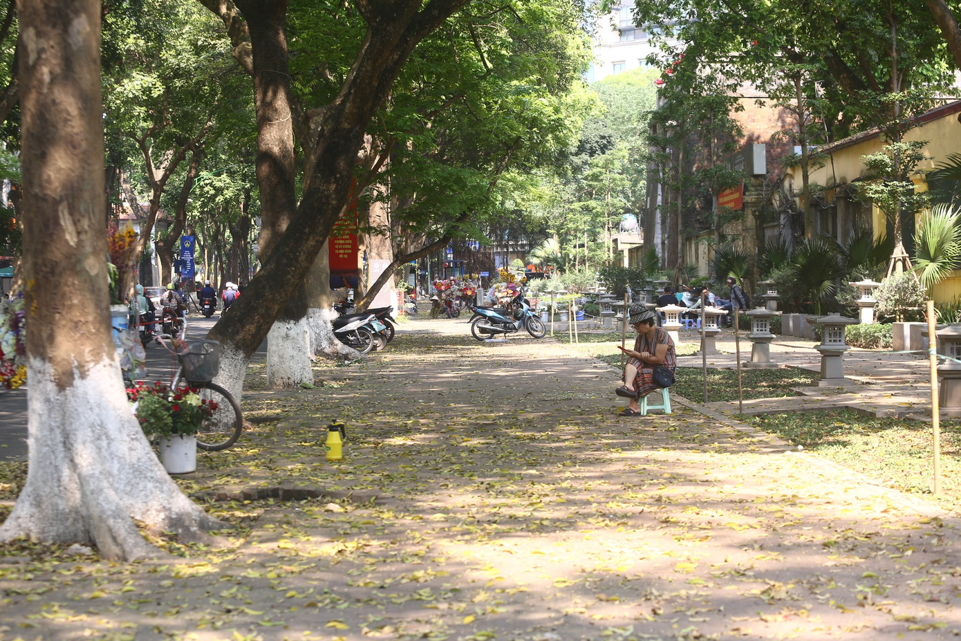 Khu vực phố Phan Đình Phùng đang trong mùa lá rụng vắng vẻ, không còn những "nàng thơ" thả dáng như những ngày trước.