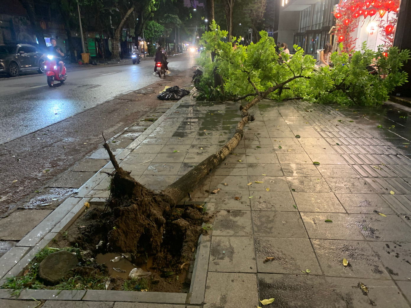 Một cây xanh bật gốc trên phố Quang Trung.