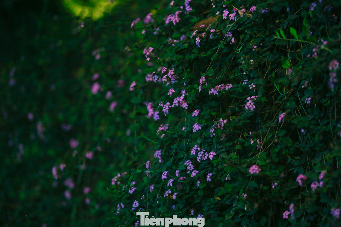 Cây hoa ngũ sắc thuộc nhóm cây bụi, thân nhỏ, thường mọc thành bụi rậm. Bề mặt thân cây được phủ bởi lớp lông nhám. Ngũ sắc ra hoa quanh năm, Ở đây nở rộ vào tháng 3, nở theo chùm tạo thành khung cảnh lãng mạn. Tuy nhiên thời gian này hoa bắt đầu tàn và rụng.