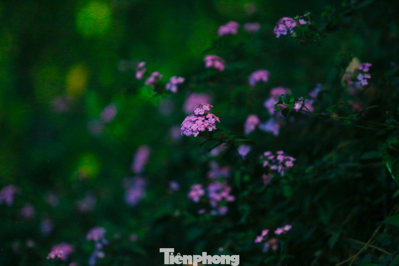 Cây hoa ngũ sắc thuộc nhóm cây bụi, thân nhỏ, thường mọc thành bụi rậm. Bề mặt thân cây được phủ bởi lớp lông nhám. Ngũ sắc ra hoa quanh năm, Ở đây nở rộ vào tháng 3, nở theo chùm tạo thành khung cảnh lãng mạn. Tuy nhiên thời gian này hoa bắt đầu tàn và rụng.