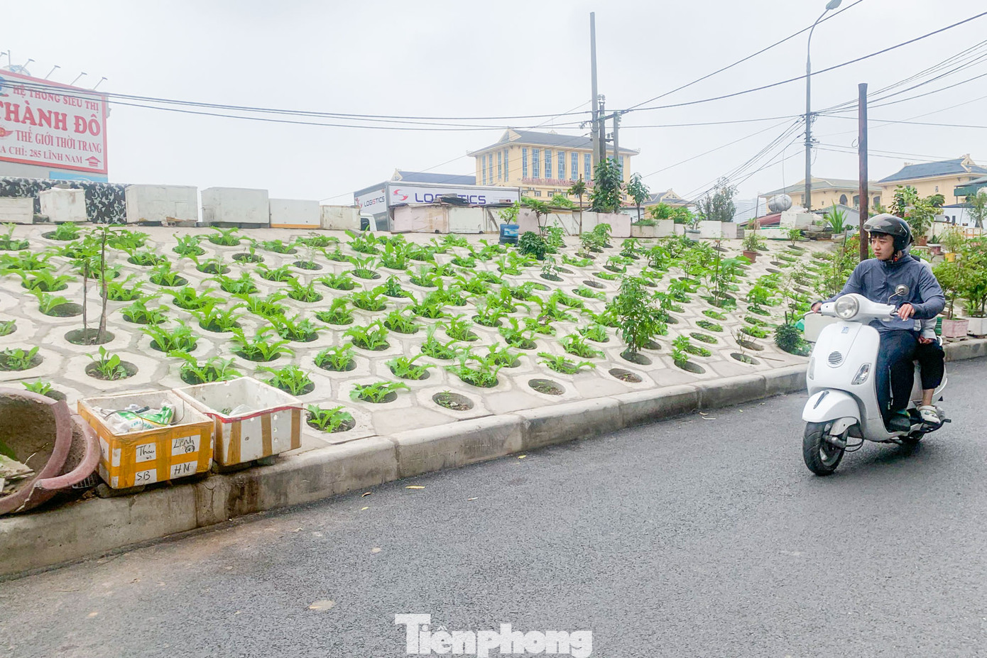Theo người dân sinh sống tại khu vực trên chia sẻ, khi mái đê làm xong, để một thời gian cỏ dại mọc um tùm, trông mất mỹ quan đô thị. "Chúng tôi quyết định dọn cỏ dại, đào đất và trồng rau vào những ô trống trên triền đê để có thể giảm bớt ô nhiễm, một phần tạo ra những thực phẩm sạch cho bữa ăn hàng ngày", ông Hiệp (phường Thanh Trì, quận Hoàng Mai) chia sẻ.