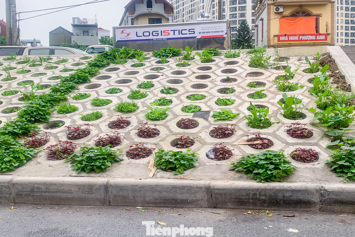 Theo quan sát, đoạn triền đê đều được tận dụng các ô trống để trồng rau xanh và phát triển rất tươi tốt.