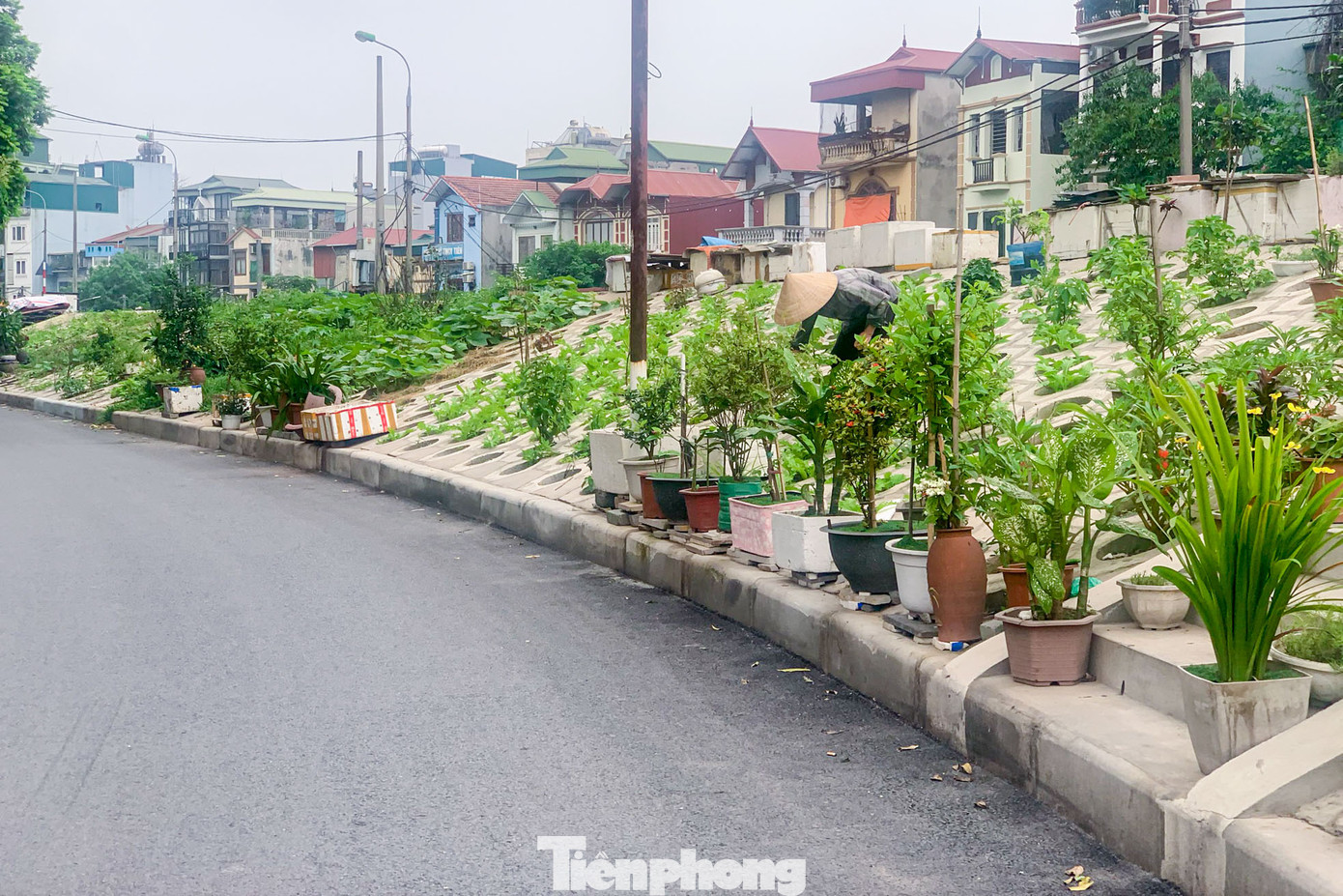 Rất nhiều loài rau, cây cảnh được người dân tận dụng để trồng ở đây.