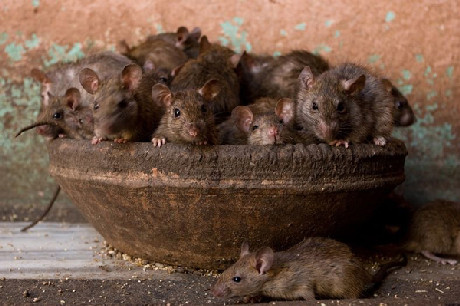 .... hay tụ tập thành bầy 