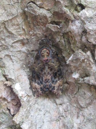 Hình mặt Phật trên thân bướm. Hình mặt Phật trên thân bướm