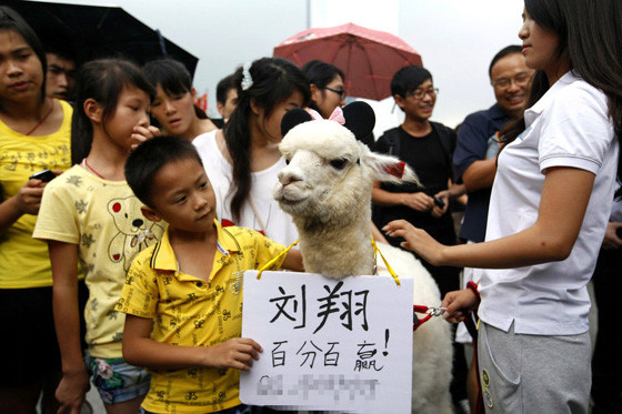 Các em nhỏ bám lấy chú cừu