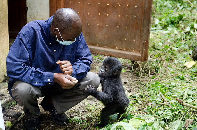 Trung tâm Senkwekwe là cơ sở duy nhất trên thế giới chuyên nuôi dưỡng những con khỉ đột mồ côi. Trong ảnh là nhân viên Trung tâm Senkwekwe đang vui chơi với một con khỉ đột mồ côi khác