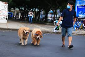 Các thú cưng nếu không được tẩy giun định kỳ sẽ dễ trở thành nguồn lây nhiễm giun sán cho chủ.