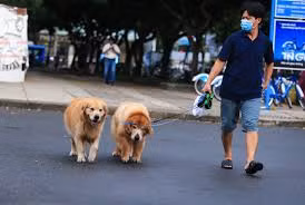 Các thú cưng nếu không được tẩy giun định kỳ sẽ dễ trở thành nguồn lây nhiễm giun sán cho chủ. Các thú cưng nếu không được tẩy giun định kỳ sẽ dễ trở thành nguồn lây nhiễm giun sán cho chủ.