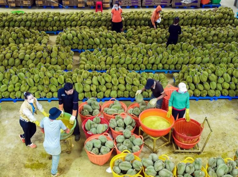 Nhiều doanh nghiệp phản ánh bị mạo danh mã số vùng trồng, mã số cơ sở đóng gói. Nhiều doanh nghiệp phản ánh bị mạo danh mã số vùng trồng, mã số cơ sở đóng gói.