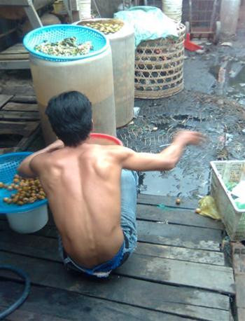 Một công nhân cơ sở làm chanh muối H phân loại tắc ngay trên ruộng nước tanh tưởi - Ảnh: Đức Thanh - Tuổi Trẻ