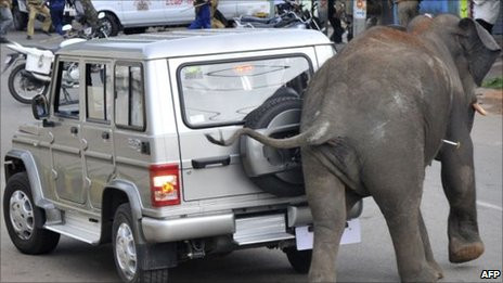 Hai con voi có 3h "khủng bố" tại thành phố thuộc bang Karnataka