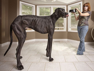 Chó Zeus thuộc giống chó khổng lồ Great Dane