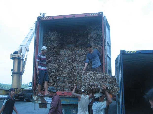 Lá xoài khô xuất đi Nhật Bản chứ không phải Trung Quốc