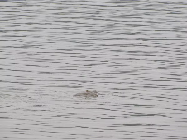 Trong lúc đó, cụ Rùa tiếp tục nổi gần khu vực đường Hàng Khay