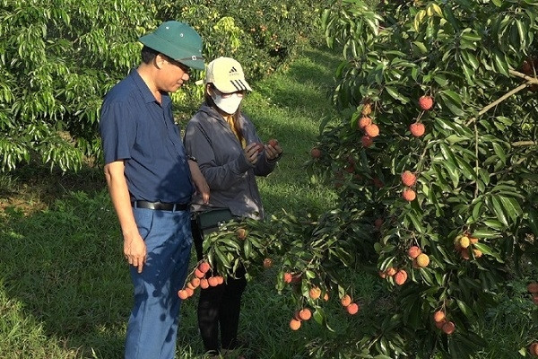 Vải không hạt được trồng tại xã Nguyệt Ấn, huyện Ngọc Lặc (Thanh Hóa).