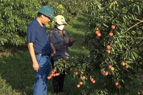 Vải không hạt được trồng tại xã Nguyệt Ấn, huyện Ngọc Lặc (Thanh Hóa).