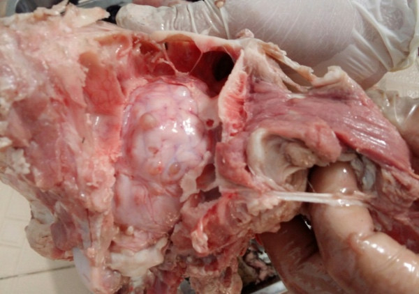 Ổ bệnh sán dây lợn lây lan cho trăm người ở Bình Phước ảnh 2