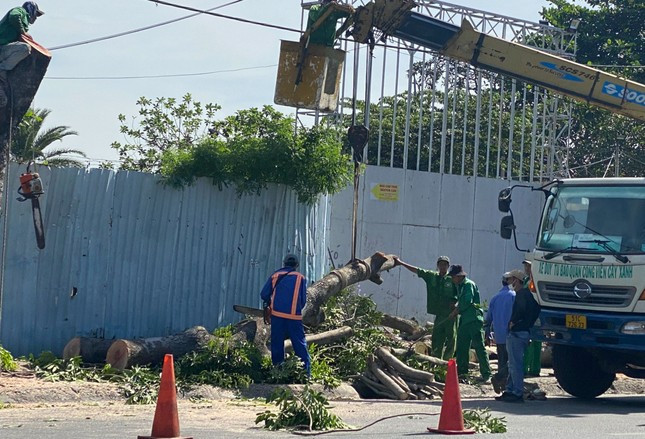 26 cây xanh trên đường Trường Chinh, thuộc phạm vi dự án Trần Quốc Hoàn - Cộng Hòa bị đốn hạ để phục vụ dự án.