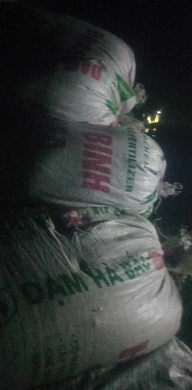 Lúa được đóng thành bao Lúa được đóng thành bao