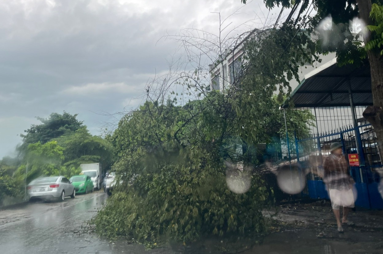 Từ đêm 5/9, do ảnh hưởng của cơn bão số 3, nhiều nơi ở Thanh Hoá đã xuất hiện mưa lớn, gió mạnh, sấm chớp. Theo PV ghi nhận, gió mạnh, mưa lớn ở khu vực thành phố Thanh Hoá đã làm đổ, gãy cây cối ở một số tuyến đường. Trong ảnh: Cây bật gốc, đổ xuống đường Lê Thánh Tông, phường Đông Vệ, TP Thanh Hoá