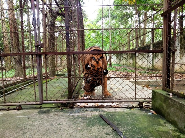 Trang trại nuôi hổ của gia đình ông Nguyễn Mậu Chiến