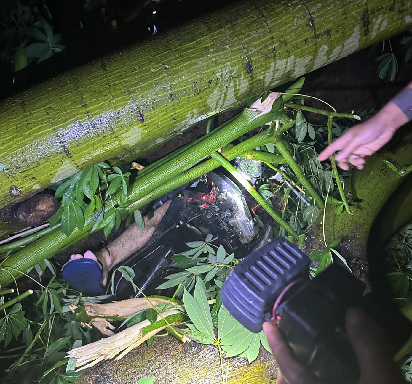 Người đi xe máy bị cây đổ đè lên người