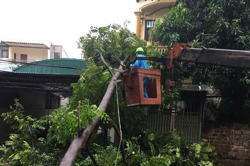 Công nhân Công ty CP Môi trường và Dịch vụ đô thị Việt Trì huy động lực lượng, phương tiện xử lý cây đổ chắn ngang đường Đông Sơn, phường Vân Cơ.