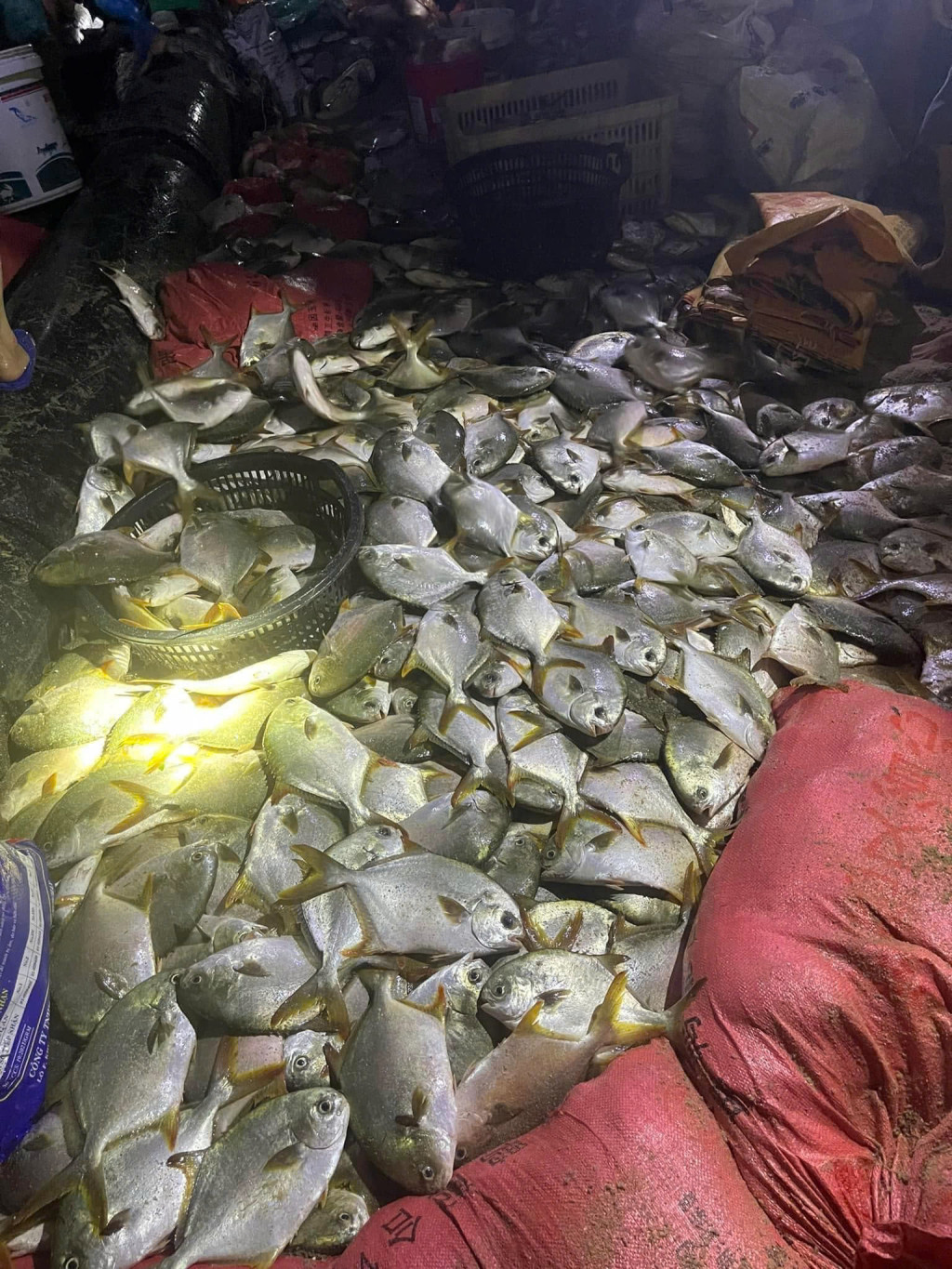 Ảnh: Báo Quảng Ninh