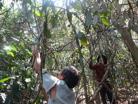 Kỳ bí… 'biệt dược máu người' ảnh 2