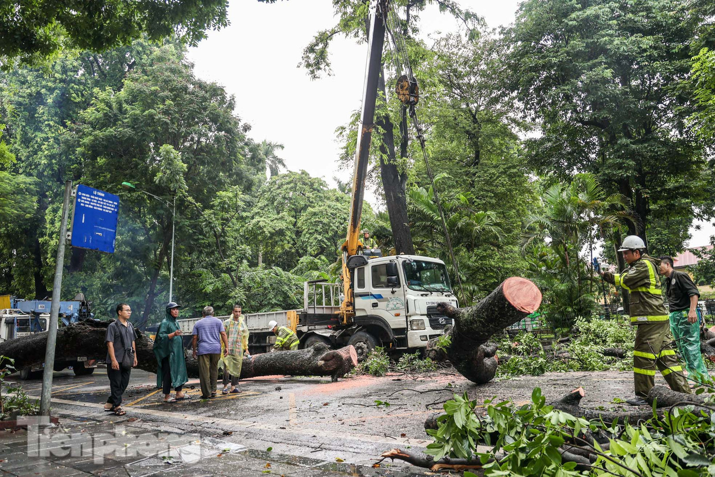 Phần thân cây cổ thụ cỡ hơn 2 người ôm mới xuể.