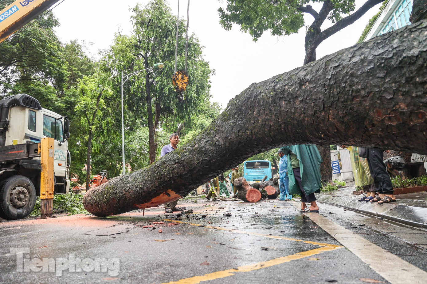 Cây xà cừ bị đổ cao khoảng 20m, đường kính thân khoảng 60cm.