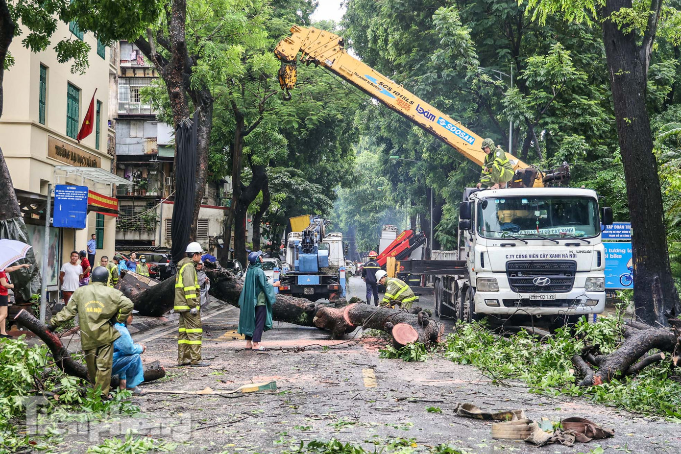 Hiện trường vụ cây xà cừ cao hơn 20m đổ.