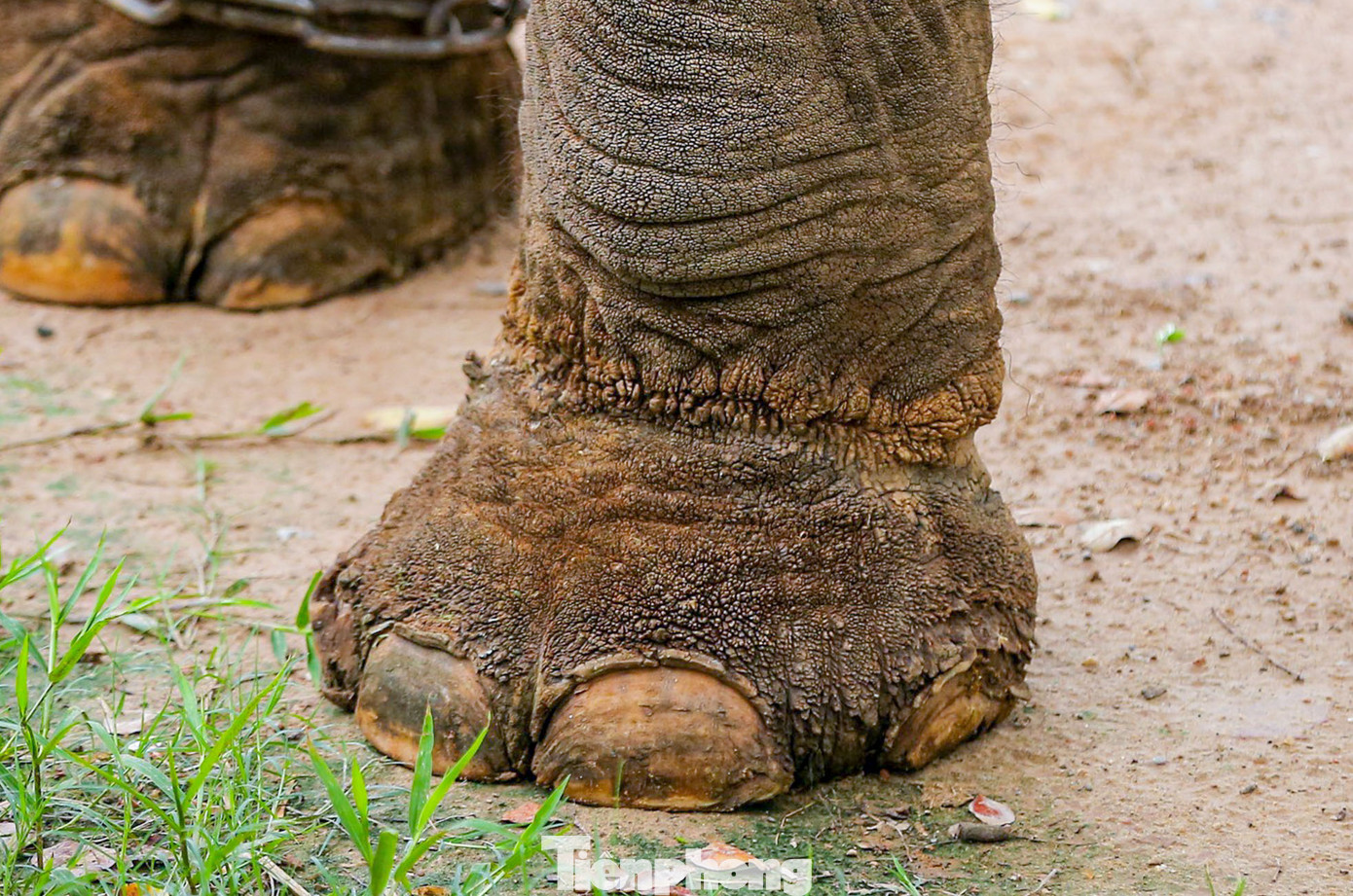 Trước đó, những sợi xích thít chặt ăn sâu vào phần da thịt của voi. Hiện những chiếc xích đã được nới lỏng ra và đưa sang chân khác, song có thể thấy vết hằn đã ăn sâu vào những thớ thịt. Trước đó, những sợi xích thít chặt ăn sâu vào phần da thịt của voi. Hiện những chiếc xích đã được nới lỏng ra và đưa sang chân khác, song có thể thấy vết hằn đã ăn sâu vào những thớ thịt.