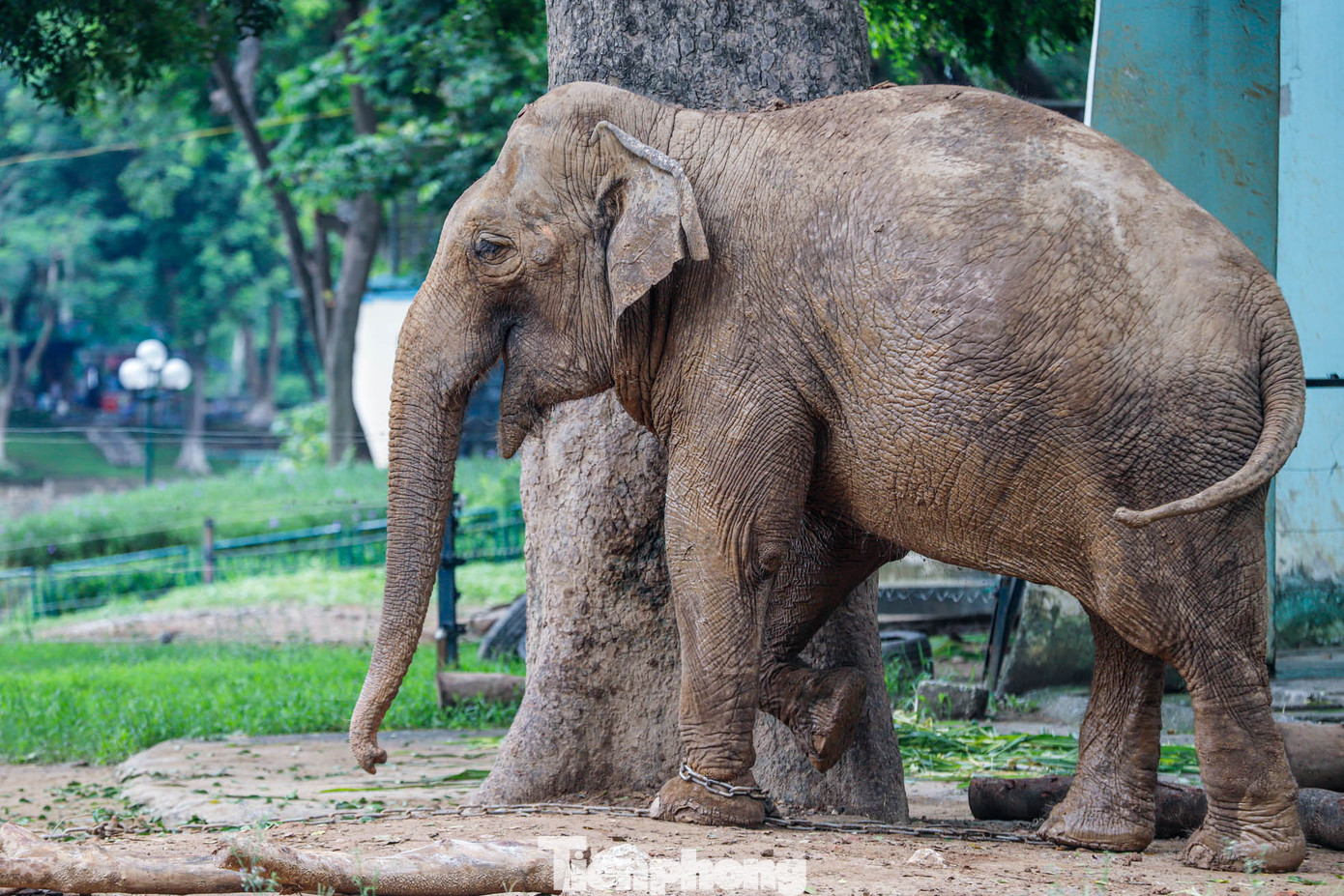 Hai cá thể voi đã già, tính dữ, thay đổi thất thường nên quản tượng buộc phải xích chân lại để đảm bảo an toàn cho quản tượng và nhân viên trực tiếp chăm sóc. Hai cá thể voi đã già, tính dữ, thay đổi thất thường nên quản tượng buộc phải xích chân lại để đảm bảo an toàn cho quản tượng và nhân viên trực tiếp chăm sóc.