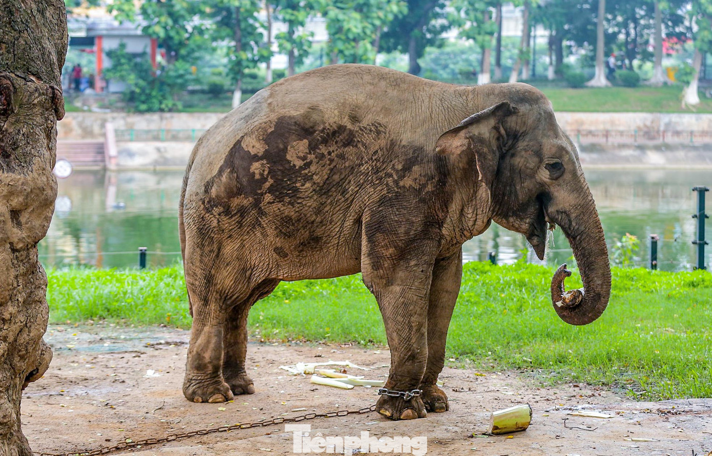 Hiện Vườn thú Hà Nội còn 2 con đang được chăm sóc nuôi dưỡng. Hiện Vườn thú Hà Nội còn 2 con đang được chăm sóc nuôi dưỡng.