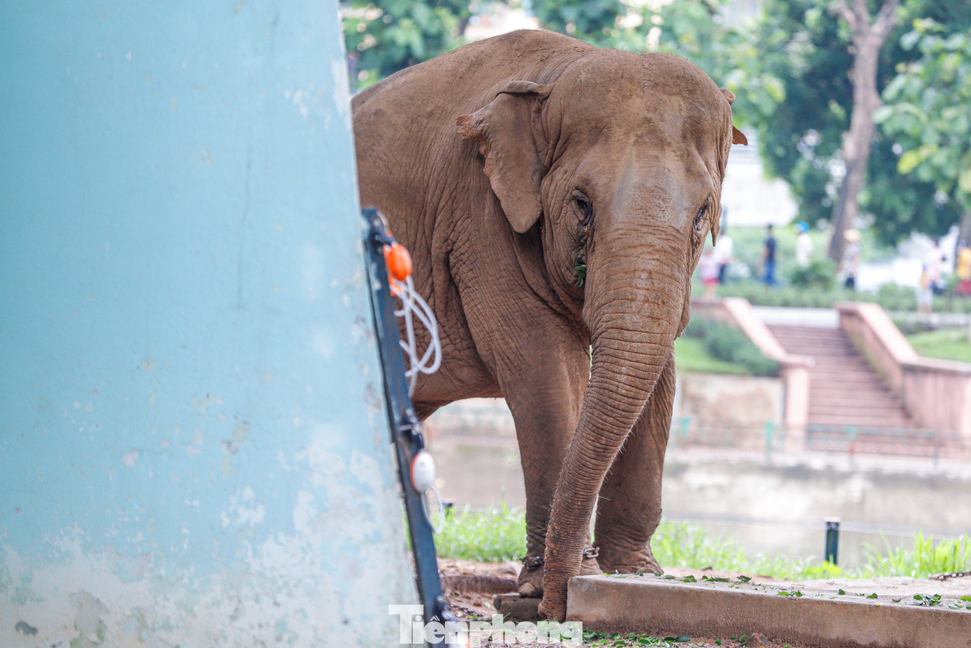 Do bị xiềng xích nên những chú voi không thể di chuyển tự do. Do bị xiềng xích nên những chú voi không thể di chuyển tự do.