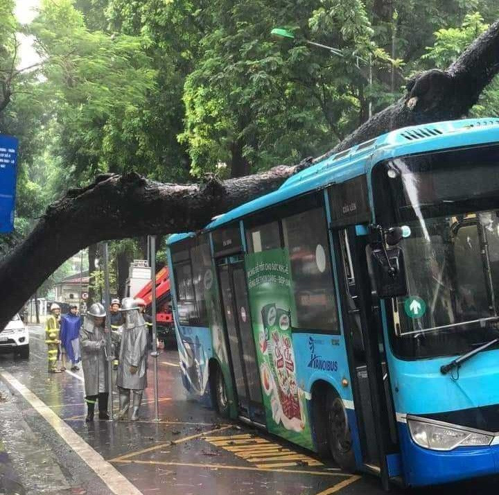 Khu vực bị cây đè là phần trần xe, từ đoạn lối lên cửa sau đến giữa xe.