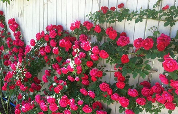 Cách chống nóng cho căn hộ hướng Tây mùa hè ảnh 4