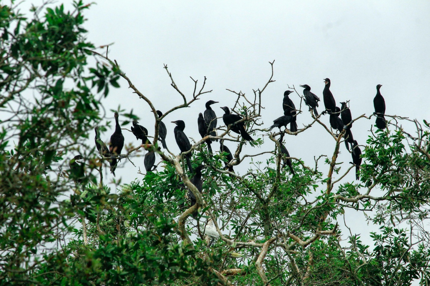 Khu Ramsar Trà Sư và các nguồn tài nguyên từ đất ngập nước. Khu Ramsar Trà Sư và các nguồn tài nguyên từ đất ngập nước.