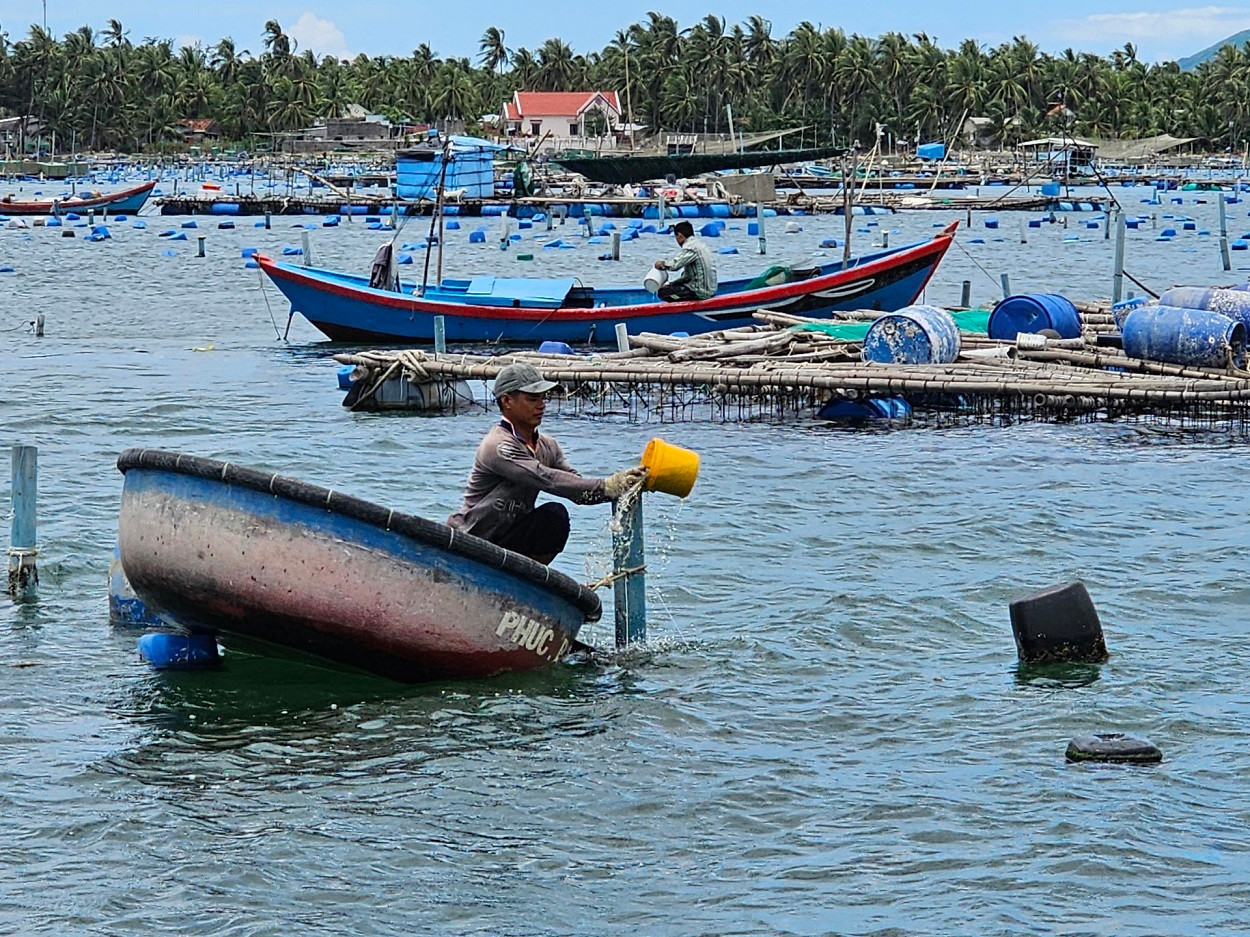 Khu vực nuôi tôm hùm trên đầm Cù Mông, thị xã Sông Cầu, tỉnh Phú Yên. Ảnh: KS.