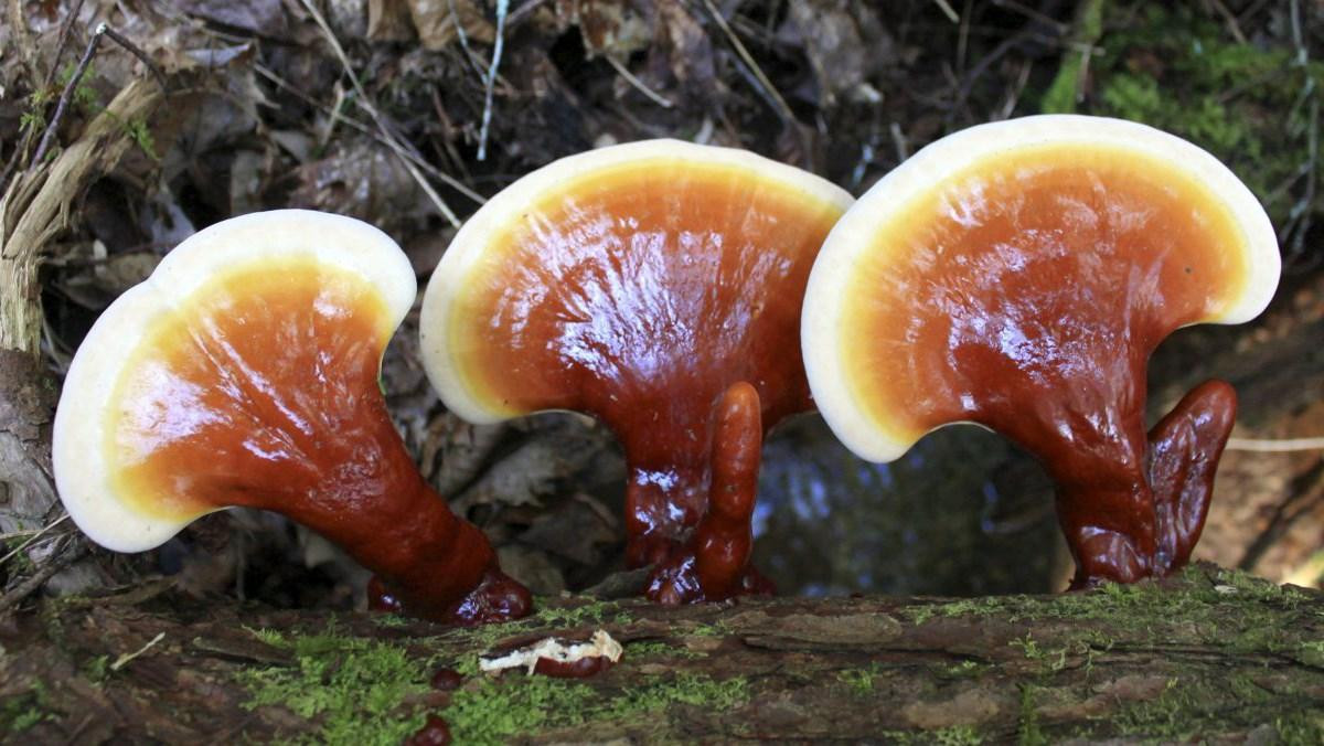 Nấm Lim Xanh - "thần dược" cho dạ dày