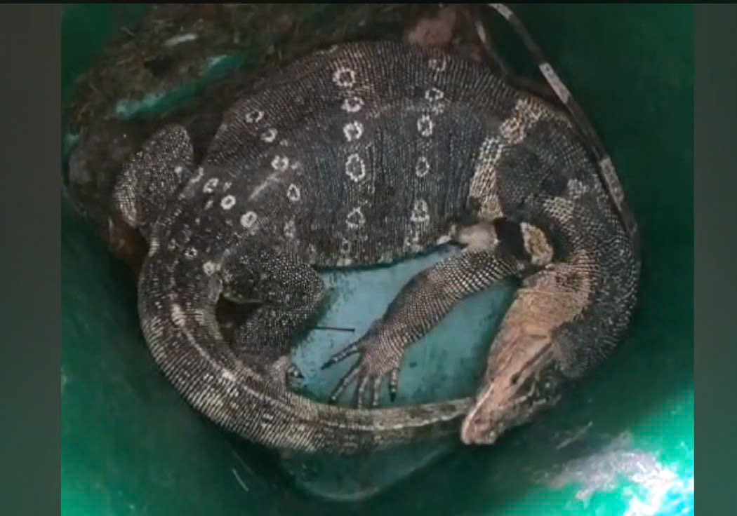 Kỳ đà sau khi được bắt dưới hồ bơi lên có cân nặng khoảng 8kg là động vật quý hiếm. Ảnh: Văn Hiếu. Kỳ đà sau khi được bắt dưới hồ bơi lên có cân nặng khoảng 8kg là động vật quý hiếm. Ảnh: Văn Hiếu.